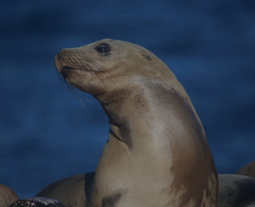 海豹油